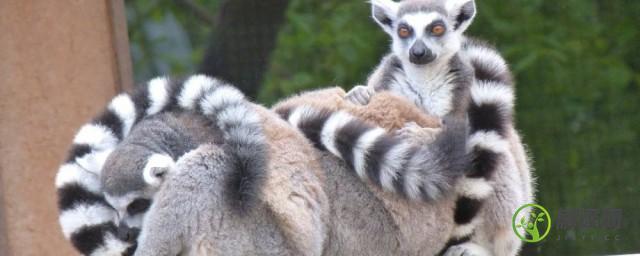 lemur是什么动物(leamer是什么动物)