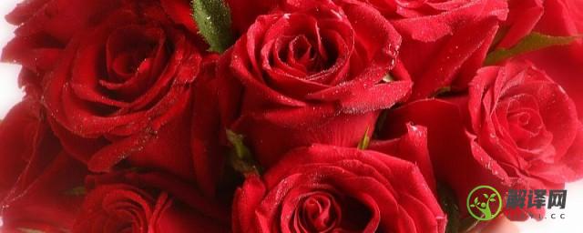 卡布奇诺玫瑰的花语(卡布奇诺玫瑰的花语 与注定美好的人不期而遇英文)