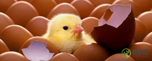 鸡蛋多久孵化(鸡蛋多久孵化成小鸡)