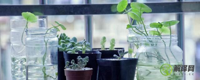 耐阴的室内观赏植物(耐阴的室外植物图片)