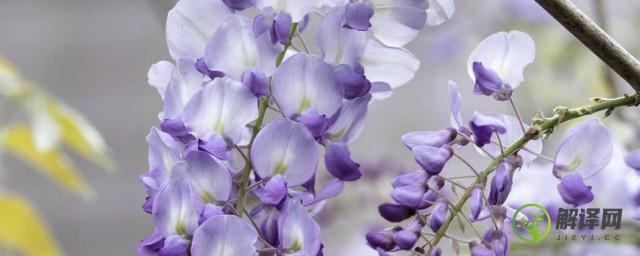 紫藤花的养殖方法和注意事项(紫藤花的养植方法)