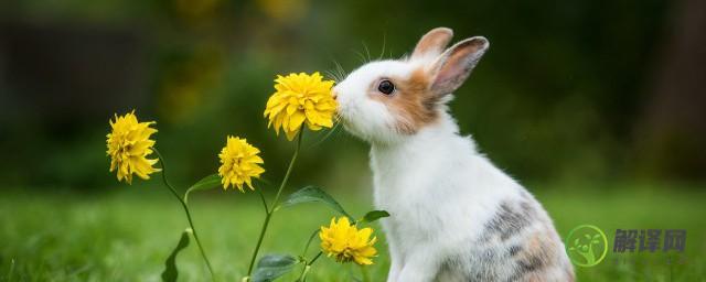 暖暖的宠物兔兔的名字雪白柔软