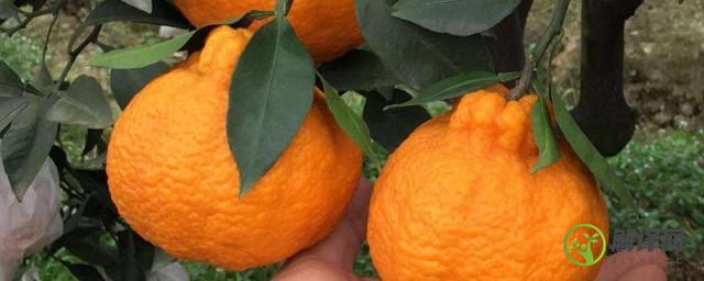 葩葩柑与丑橘的区别(丑橘和桔子的区别)
