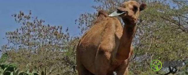 骆驼为什么能吃仙人掌(骆驼为什么能吃仙人掌但不扎嘴)