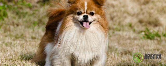 最萌的宠物狗萨摩耶名字大全微笑天使