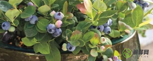 蓝莓盆栽的养殖方法(蓝莓如何盆栽)