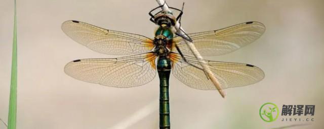 为什么蜻蜓的翅膀上有块加厚的翼眼