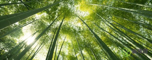 竹子属于哪一类植物(竹子属于哪一类植物选择题)