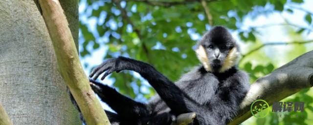 高黎贡白眉长臂猿属于几级重点保护野生动物