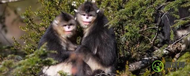 滇金丝猴属于国家几级保护动物