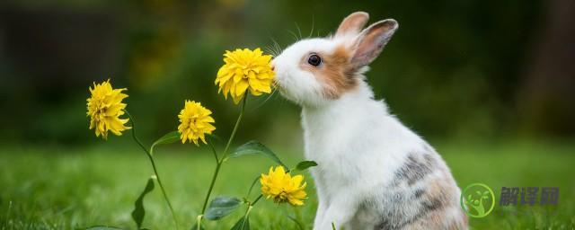 为什么兔子的鼻子一直动(兔子的鼻子为什么总是动)