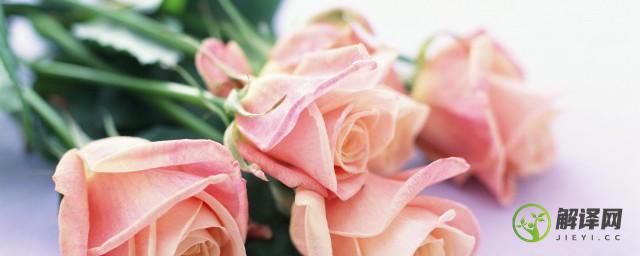 送粉色玫瑰是什么意思(送红玫瑰和粉玫瑰是什么意思)