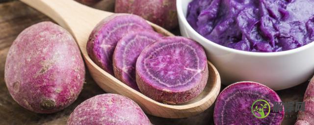 紫薯是放冰箱保存好还是常温(紫薯用放冰箱保存吗)