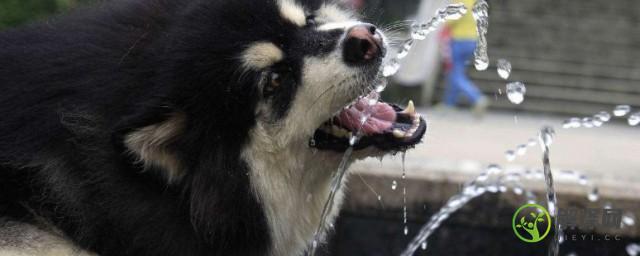 如何鼓励狗狗多喝水(让狗狗多喝水的办法)