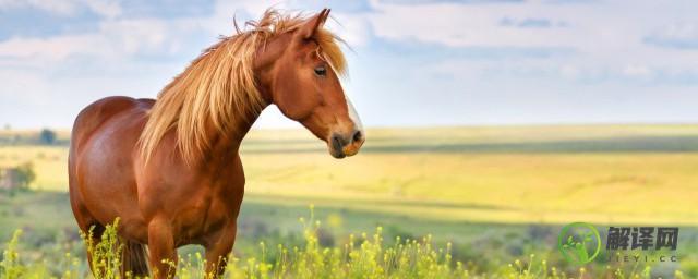 马的平均寿命(马的平均寿命一般有多少年)