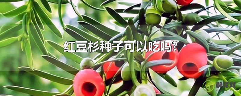 红豆杉种子可以吃吗?(红豆杉的种子的吃法)