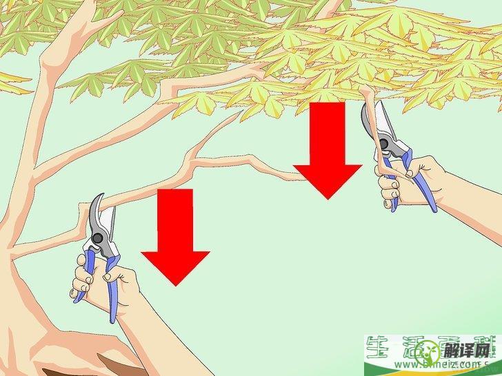 怎么修剪日本枫树(日本枫 修剪)
