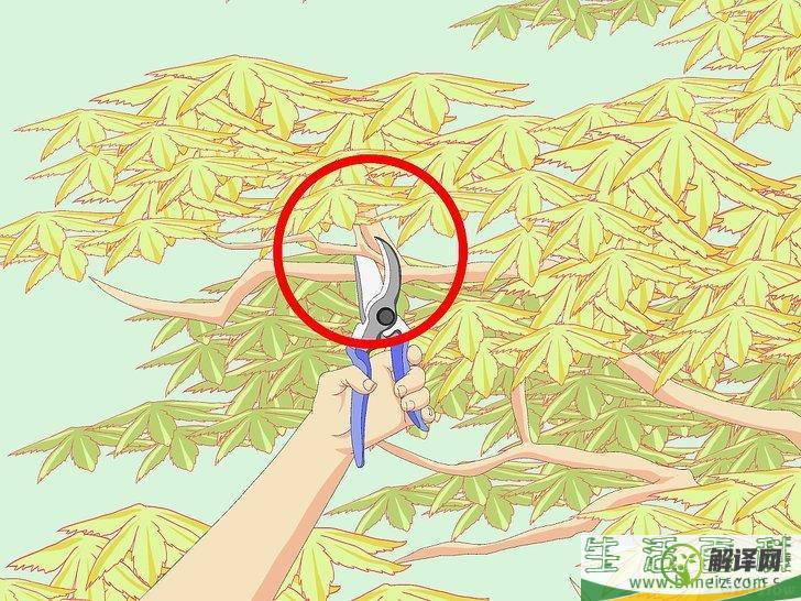 怎么修剪日本枫树(日本枫 修剪)