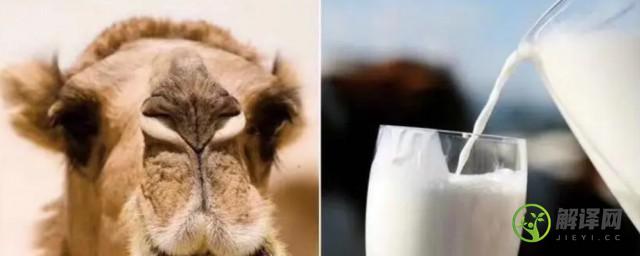骆驼奶不能与啥同吃(骆驼奶不能吃吗)