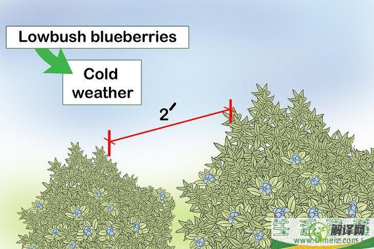 怎么种蓝莓(森林怎么种蓝莓)