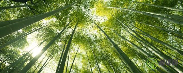 竹的象征意义是什么(竹的象征意义是什么四字词语)