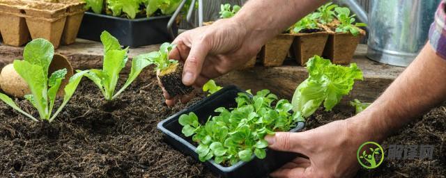 种植蔬菜用什么肥料(种蔬菜一般用什么肥料)