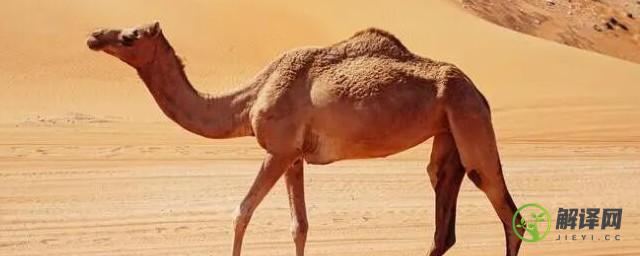 骆驼肉能放冰箱保鲜吗(骆驼可以储存食物吗)