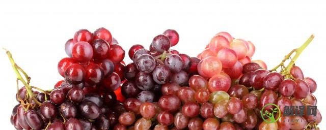 中国种葡萄始于哪个朝代(中国最早种植葡萄是哪个朝代)