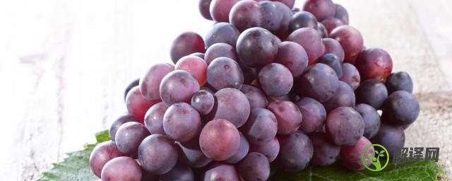 中国葡萄种植始于哪个朝代(中国种植葡萄是源于哪个朝代)