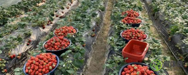 草莓种植需要什么肥料(盆栽草莓需要哪些肥料)