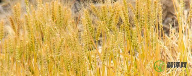 小麦还没到成熟季节会发生什么