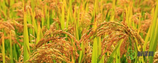 东南亚什么季节水稻成熟(东南亚适合水稻生长的条件)