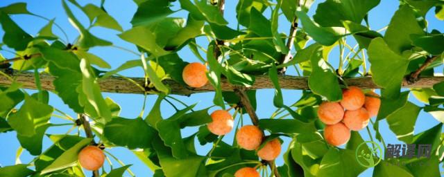 银杏果什么季节成熟(银杏果几月份成熟?)