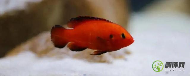 红宝石鱼怎么养能红(红宝石鱼好养活吗)