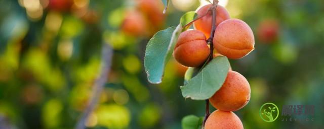 梅子和杏子是什么季节成熟的(梅子和杏子是在什么季节)