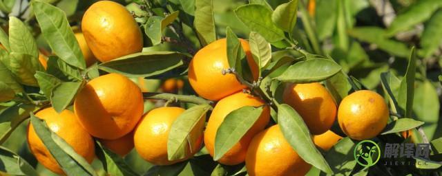四川橘子什么季节成熟(四月份成熟的橘子品种)