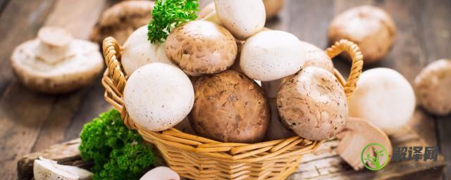 腌咸蘑菇能放冰箱冷藏吗(鲜蘑菇用盐腌制保存可以吗)