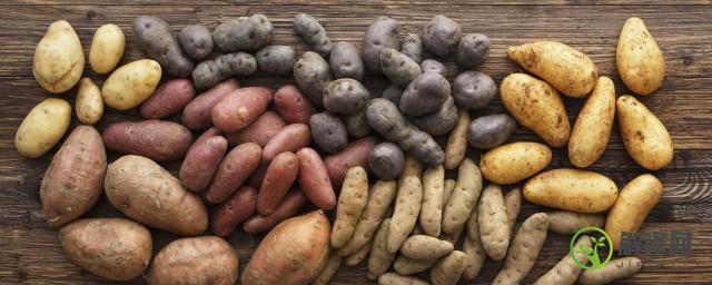 土豆施肥技术要点(土豆的种植技术及施肥方法)