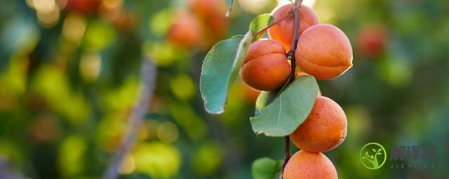 杏树施肥方法及时间(杏树秋季施肥需要什么肥料)