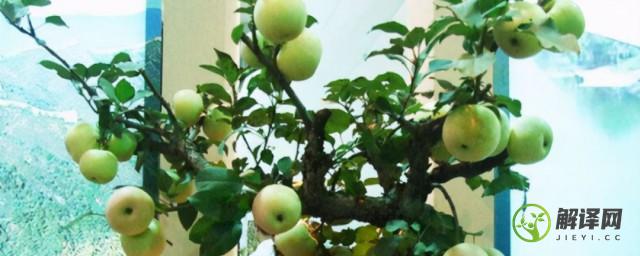 盆栽苹果树种植(盆栽的苹果树)