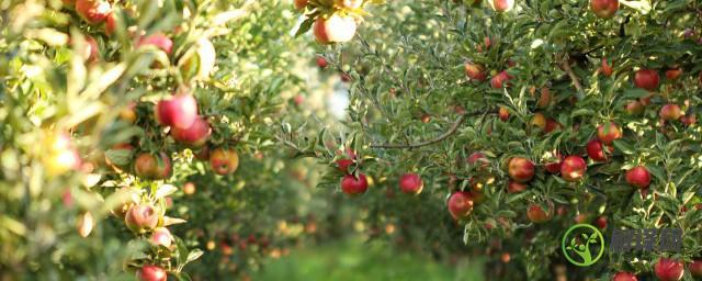 苹果树种子怎么种植(苹果树如何种)