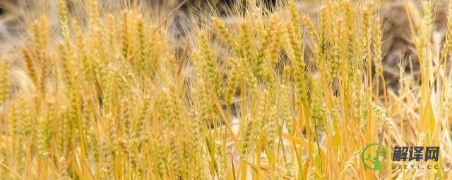 小麦春季施肥最佳时间(小麦过年后施肥最佳时间)