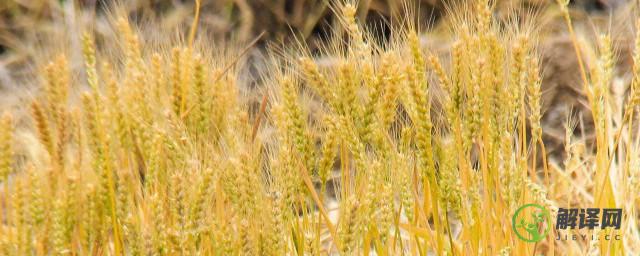 种植小麦用什么肥料好(种植小麦需要什么肥料)