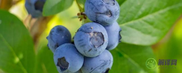 蓝莓怎么施肥(蓝莓怎么施肥视频)