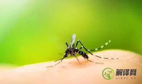 蚊子咬了消肿慢是什么原因(被蚊子咬了很快就消肿了的人的体质)