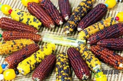 彩色玉米是转基因还是杂交(杂交玉米与转基因的区别)