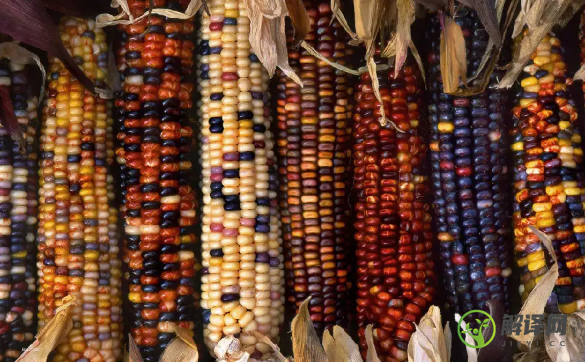 彩色玉米是怎么形成的(彩色玉米是水果玉米吗)