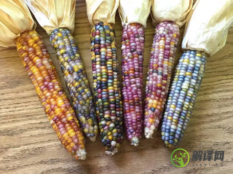 彩色玉米是转基因还是杂交(杂交玉米与转基因的区别)