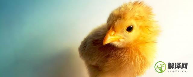 鸡蛋怎么能孵出来小鸡(用鸡蛋怎么能孵出小鸡)