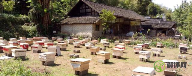 中华蜜蜂养殖技巧(中华蜜蜂的饲养管理)